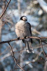 Grey Jay Stock Photo. Gray Jay close-up profile view perched on a tree branch with snow displaying feathers, head,  tail, plumage with a background in its habitat and environment in the winter season.
