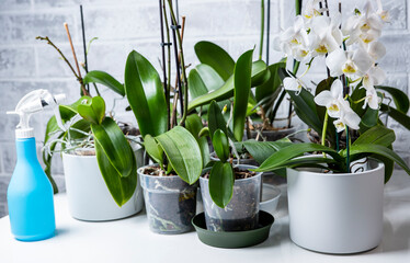 orchid care, many pots of flowers on a white table
