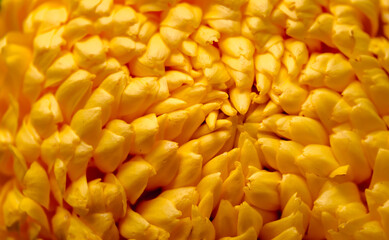Bright petals of chrysanthemum close-up on a yellow background with copy space. Macro shot of a flower in a minimalist style. Golden wallpaper. Delicious plant aroma