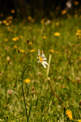 little daisies with green field