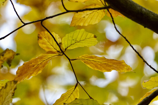 "Feuille D'arbre" bilder – Bläddra bland 212 stockfoton, vektorer och