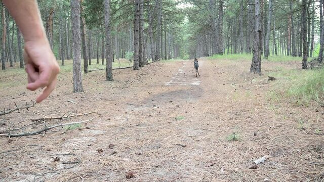 Training of dogs.German shepherd performs the command Aport. A man plays with a pet in nature in forest. Joint walks with an animal in fresh air. The owner throws stick and the dog brings it back