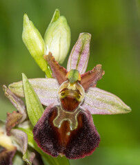 Orchidea, Ophrys morisi