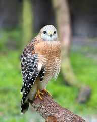 Hawk stock photo.  Hawk close-up profile view perched on a tree branch displaying brown feathers plumage, head, beak, tail, talons, with a blur background in its habitat and environment. Image. 