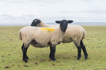 Sheep in the Mont Saint-Michel, France
