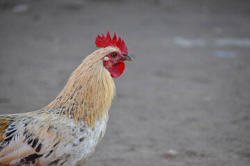 A close-up of a rooster's head and neck
