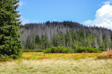 Fototapeta premium Autumn colors medaow in Tatra Mountains with pine trees and spruces, and dry yellow grass on Rowien Waksmundzka Glade, Poland.