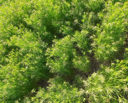 CUMIN seeds plant, jeera tree, Jira farm, Jeera biz, fluffy volume bush of cumin (zira) on a farming in INDIA