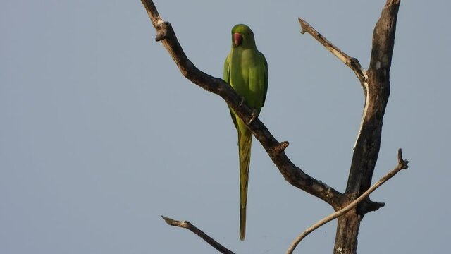 Parrot in tree looking for fly the sky ..