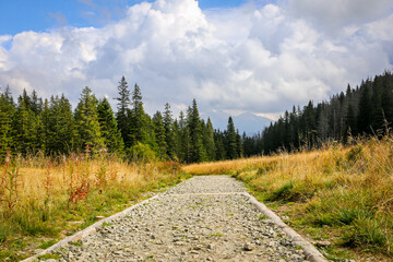 Fototapeta premium Stony mountain trail leading through a glade and coniferous forest, with pink fireweed on the sides and dry grass, Rowien Waksmundzka Glade, Tatra Mountains, Poland.