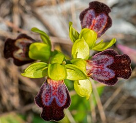 Orchidea, Ophrys fusca