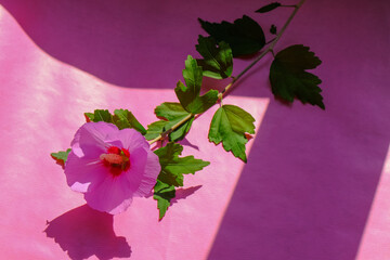 pink flower with leaves on pink background in shadow close-up. Copy space. Postcard, beauty mockup
