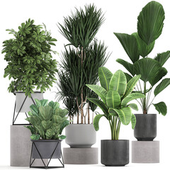 exotic plants in a black pot on white background