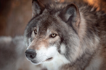 Obraz premium Alpha Male