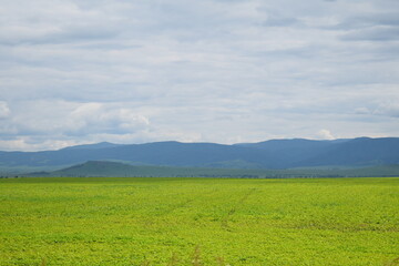 green field and sky