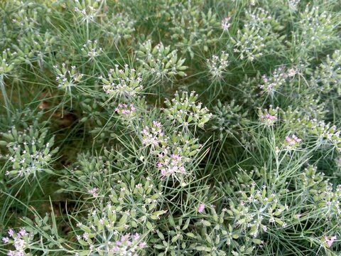 CUMIN seeds plant, jeera tree, Jira farm, Jeera biz, fluffy volume bush of cumin (zira) on a farming in INDIA