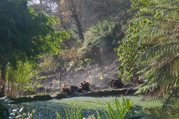 Mist rising up of the vegetation in the forest at trebah gardens, cornwall