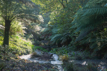 Tropical view of the planting at trebah gardens, cornwall