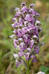 Orchidea, Neotinea lactea