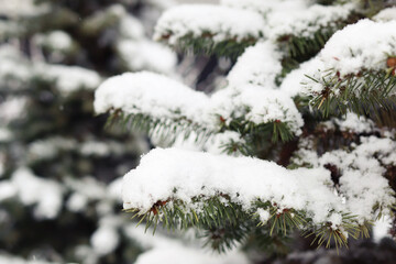 Snow on spruce branches, atmospheric winter photo
