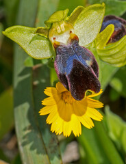 Orchidea, Ophrys fusca