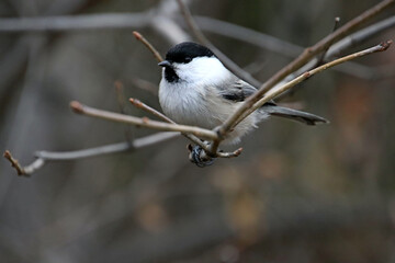 great spotted woodpecker