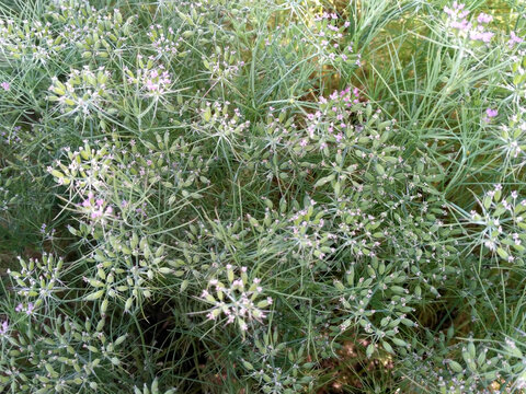 CUMIN seeds plant, jeera tree, Jira farm, Jeera biz, fluffy volume bush of cumin (zira) on a farming in INDIA