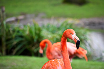 Portrait von Karibik Flamingo