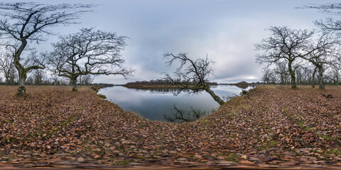 full seamless spherical hdri panorama 360 degrees angle view among oak grove with clumsy branches in forest near river in equirectangular projection, ready VR AR content