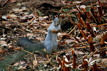 squirrel on the ground