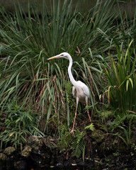 White Heron Stock Photos.  White Heron by the water displaying beautiful white colour feathers plumage, head, beak, with a foliage background in its environment and habitat. Image. Portrait. Picture.