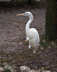  Great White Heron stock photos. White Heron close-up profile view standing tall displaying white feather plumage, head, beak, with a blur background in its environment and habitat. Image. Picture. 