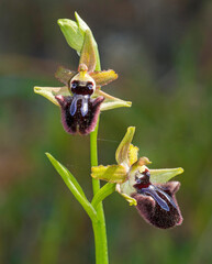 Orchidea, Oprhys incubacea Bianca