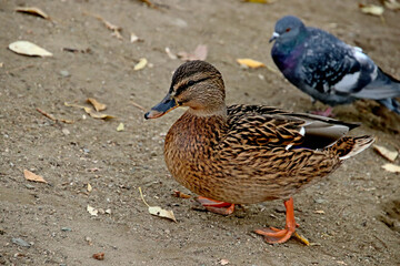 duck in the water