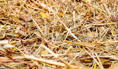 Full frame image of pile of dry grass background