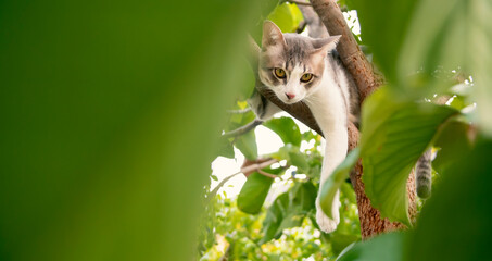 A cat sleeping on a tree