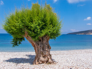 Tree at the beach of Livadia, Tilos island