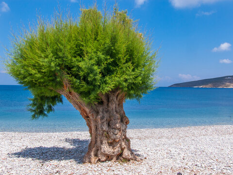 Tree at the beach of Livadia, Tilos island