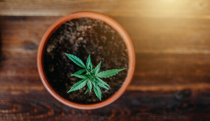 Cannabis plant in the pot on wooden background
