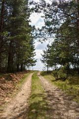 Fototapeta premium summer coast of the Volga River