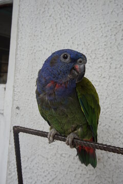 Blue Headed Parrot On A Branch