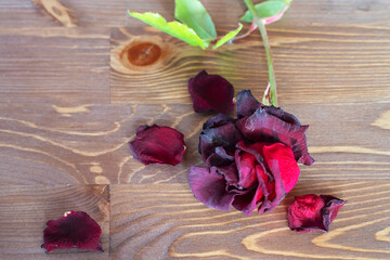 Dried red rose. Dried rose petals. Wooden table. Wooden surface texture. Close-up. The texture of dried rose petals. Dry leaves on the stem. Love faded away