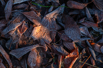 Nice macro photo of autumn color leaf frosted with ice, bad and cold weather