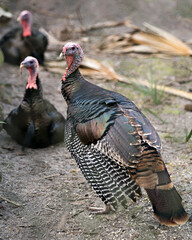 Wild turkey stock photo.  Wild turkey bird close-up profile view with background of two blurred wild turkey displaying its plumage, fan-shaped tail,  in its environment and habitat. Image.