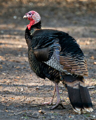 Wild Turkey stock photos.  Wild turkey close-up profile view with blur background, displaying head, beak, eye, wattle, in its environment and habitat. Image. Portrait. Picture.