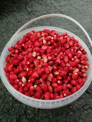 strawberries in a bowl