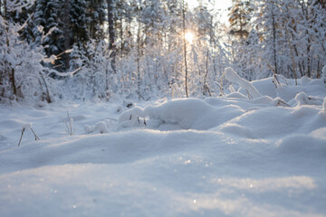 Fototapeta na wymiar snow covered forest 