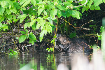 North American beaver (Castor canadensis) in spring