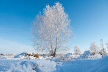 winter landscape with trees