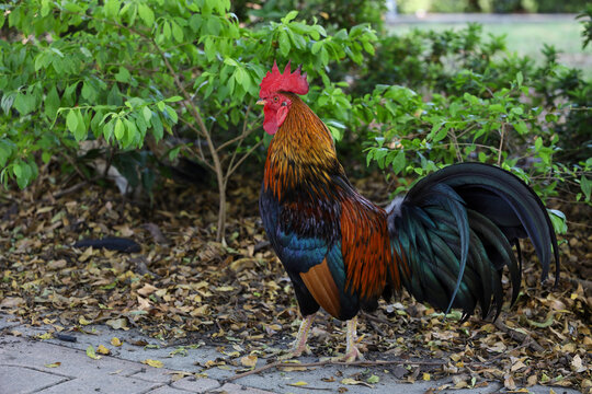 The fighting cock in garden nature farm at thailand